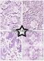 Preview: Paper Favourites - Designpapier "Bridal Lace" Paper Pack A5 - 24 Bogen
