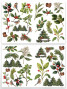 Preview: Arden Creative Studio - Stanzteile "Christmas Cheer" by Katie Pertiet Laser Cuts