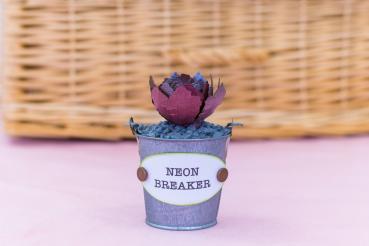 Crafters Companion - Sensational Succulents Metal Dies Neon Breakers  - Stanze