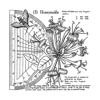 Crafty Individuals - Gummistempel "Honeysuckle (3)" Unmounted Rubber Stamps 