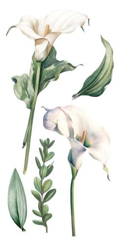 Papers For you - Transfer Aufkleber "Calla Lily" Decor Transfers 6x12 Inch