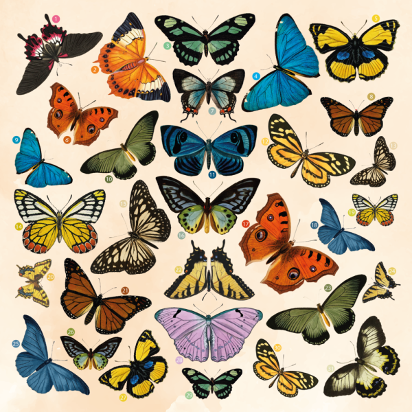 Crafters Companion - Dies -Timeless Butterfly Collection Topper Sheets & Dies - Stanze - Topper-Bögen