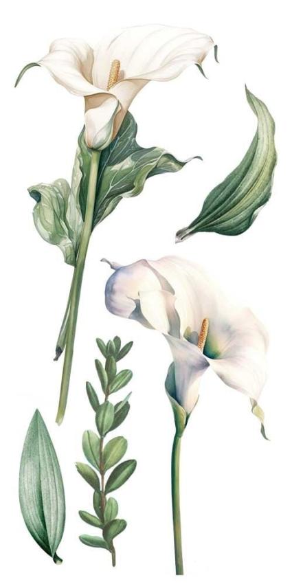 Papers For you - Transfer Aufkleber "Calla Lily" Decor Transfers 6x12 Inch