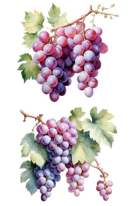 Papers For you - Transfer Aufkleber "Grapes" Decor Transfers 24x35 Inch