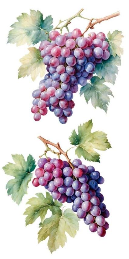 Papers For you - Transfer Aufkleber "Grapes" Decor Transfers 6x12 Inch