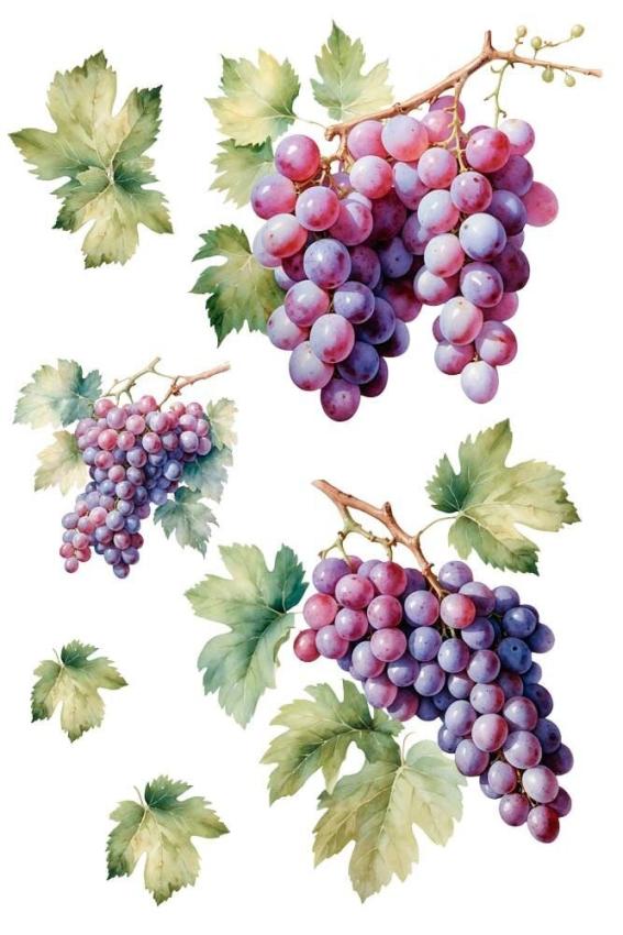 Papers For you - Transfer Aufkleber "Grapes" Decor Transfers 8x12 Inch