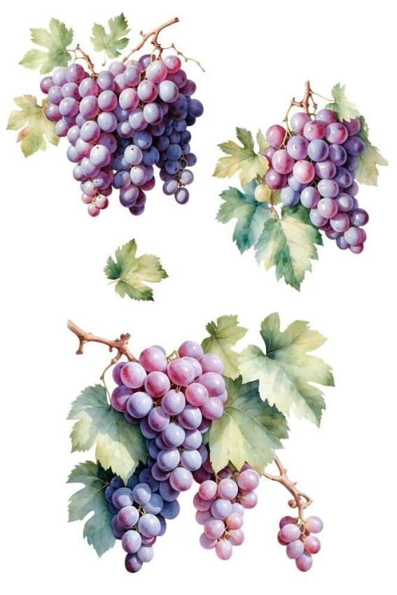 Papers For you - Transfer Aufkleber "Grapes" Decor Transfers 8x12 Inch