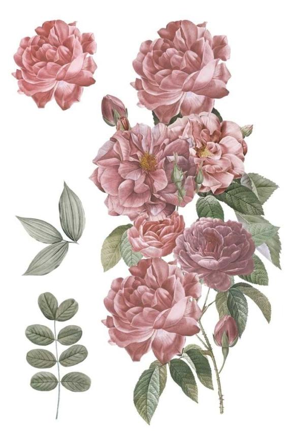 Papers For you - Transfer Aufkleber "Roses" Decor Transfers 8x12 Inch